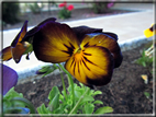 foto Fiori